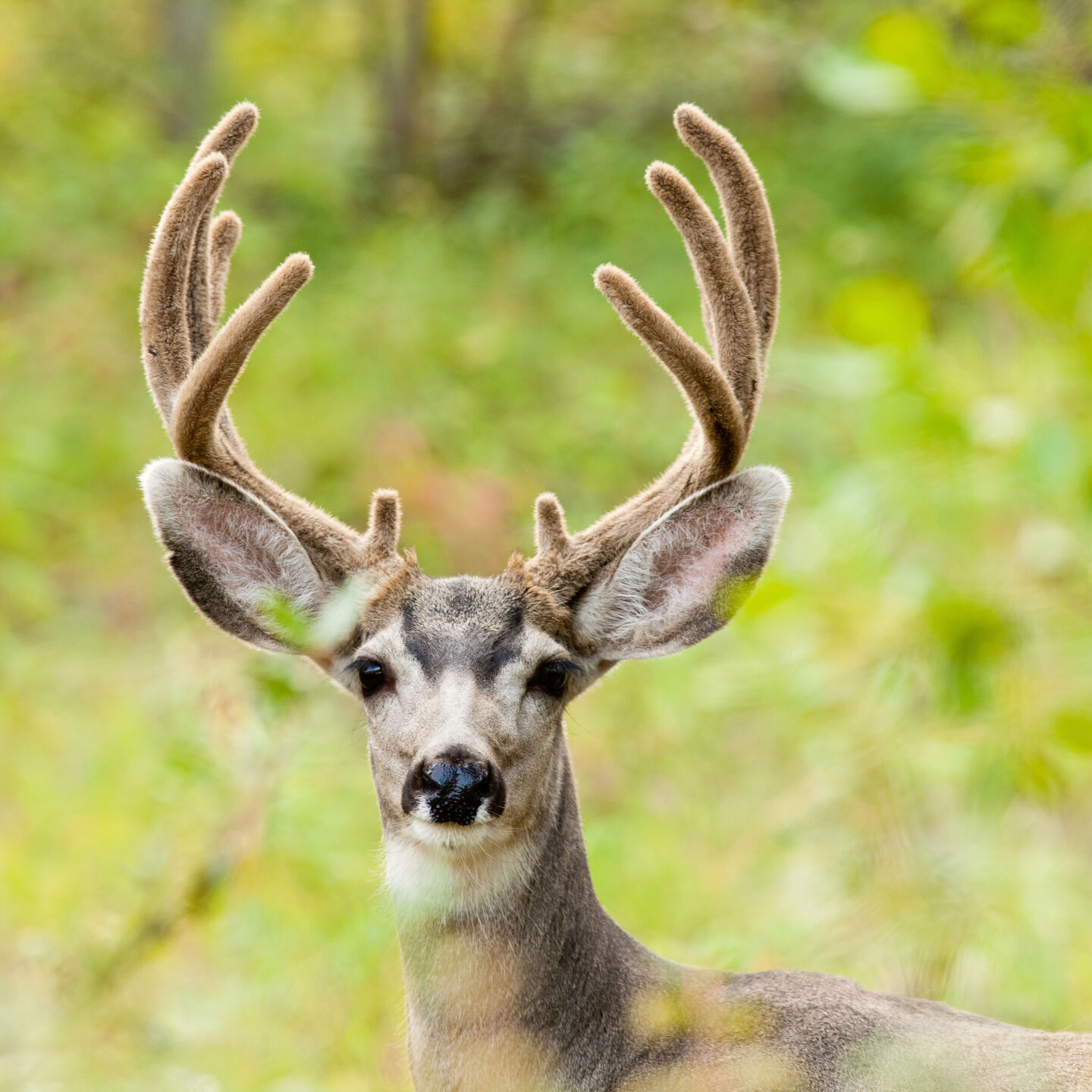 Deer